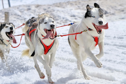 A husky sled dog team at work